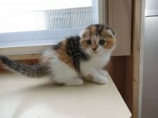 https://scottish-fold.koneko-breeder.com/breeder/data/my114262/cat_img_1_thumb_pc_dc4b6.jpg
